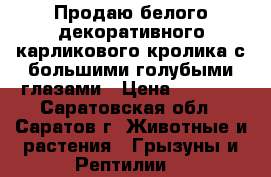 Продаю белого декоративного карликового кролика с большими голубыми глазами › Цена ­ 1 200 - Саратовская обл., Саратов г. Животные и растения » Грызуны и Рептилии   